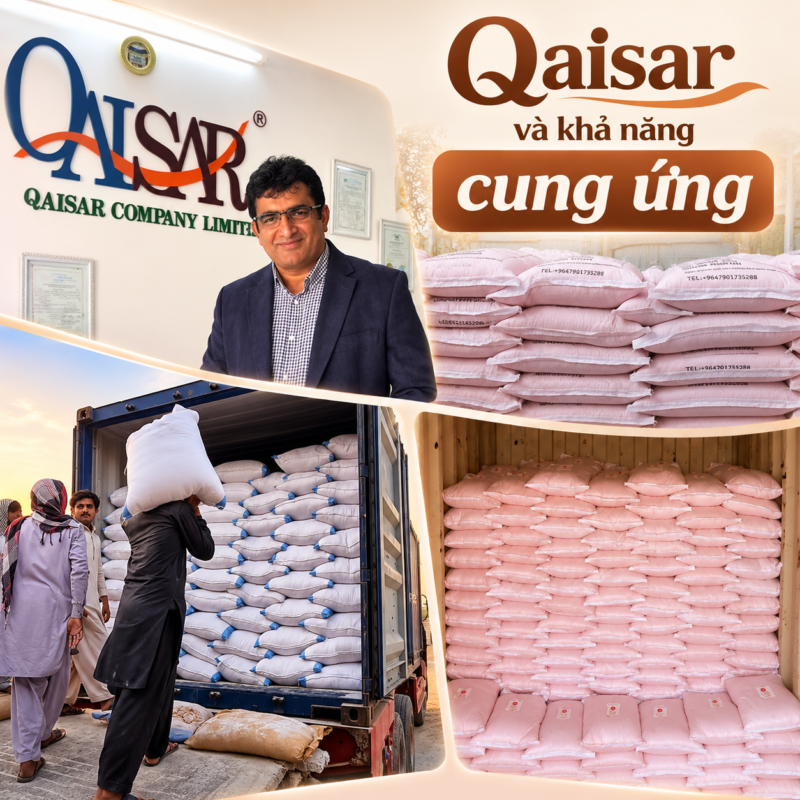Giới thiệu về Qaisar